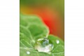 Perle de pluie